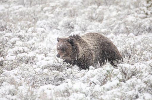 First Yellowstone Grizzly Emerges From Hibernation