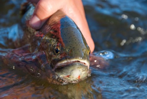 Fly Fishing in Eastern Idaho: Discovering Pristine Waters and Epic Catches